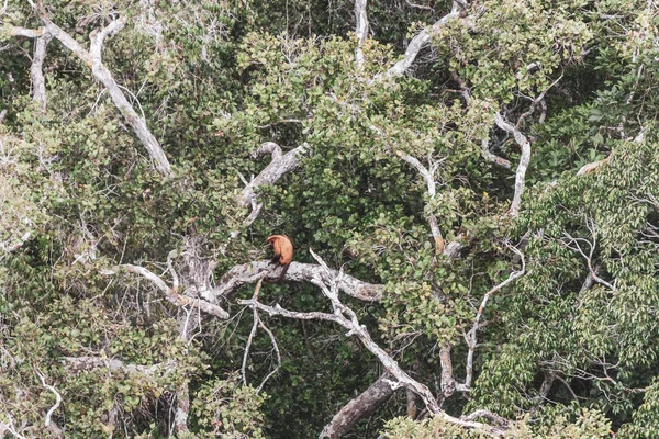 Kahverengi turuncu uluyan maymun Manaus eyaleti Amazonas Brezilya 'da ağaç tepelerinde zıplıyor..
