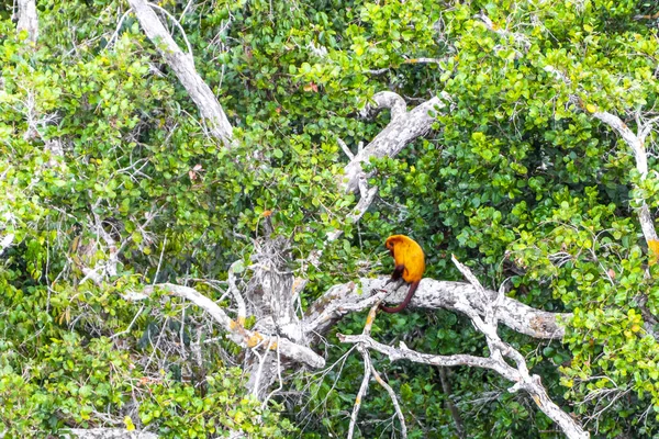 Kahverengi turuncu uluyan maymun Manaus eyaleti Amazonas Brezilya 'da ağaç tepelerinde zıplıyor..