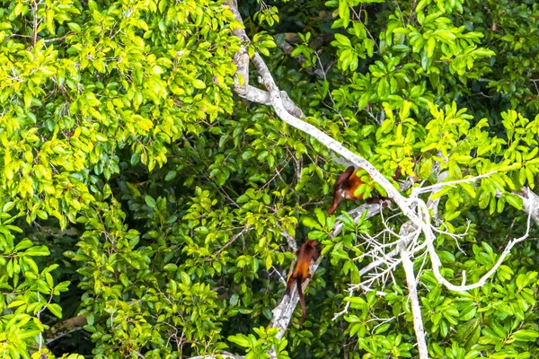 Kahverengi turuncu uluyan maymun Manaus eyaleti Amazonas Brezilya 'da ağaç tepelerinde zıplıyor..