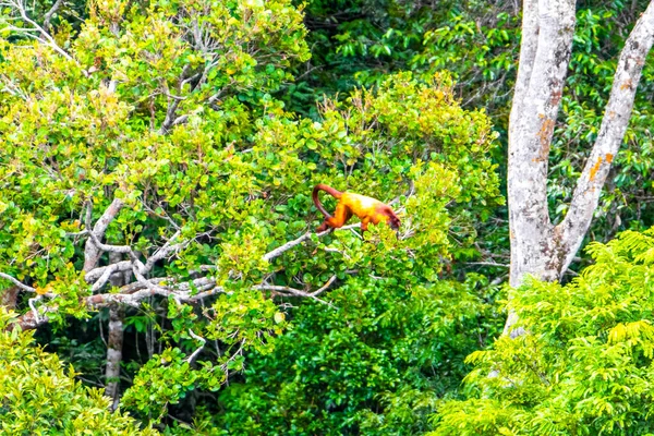 Kahverengi turuncu uluyan maymun Manaus eyaleti Amazonas Brezilya 'da ağaç tepelerinde zıplıyor..