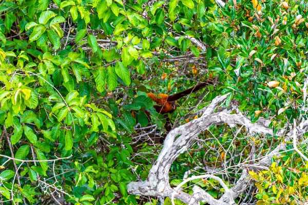 Kahverengi turuncu uluyan maymun Manaus eyaleti Amazonas Brezilya 'da ağaç tepelerinde zıplıyor..