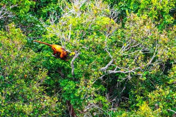 Kahverengi turuncu uluyan maymun Manaus eyaleti Amazonas Brezilya 'da ağaç tepelerinde zıplıyor..