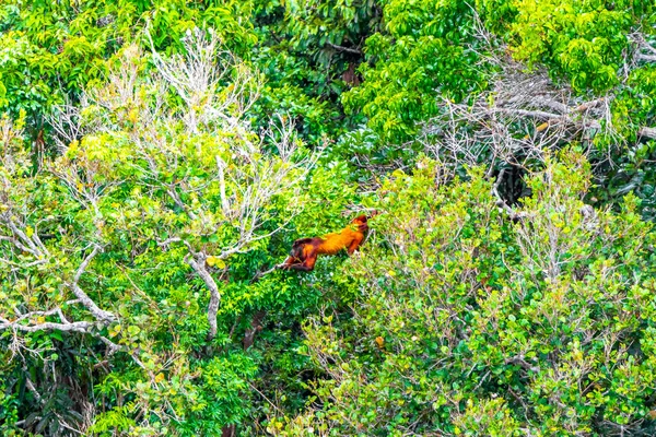 Kahverengi turuncu uluyan maymun Manaus eyaleti Amazonas Brezilya 'da ağaç tepelerinde zıplıyor..