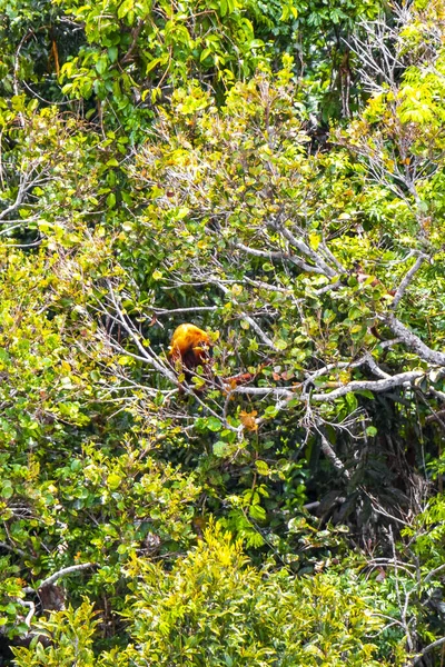 Kahverengi turuncu uluyan maymun Manaus eyaleti Amazonas Brezilya 'da ağaç tepelerinde zıplıyor..