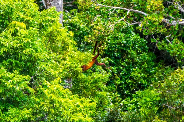 Kahverengi turuncu uluyan maymun Manaus eyaleti Amazonas Brezilya 'da ağaç tepelerinde zıplıyor..