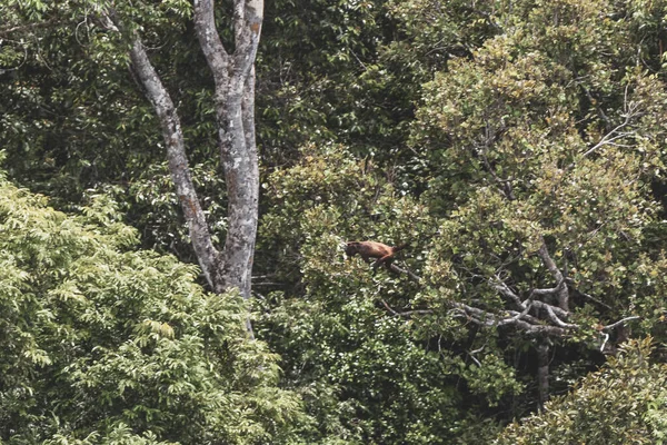 Kahverengi turuncu uluyan maymun Manaus eyaleti Amazonas Brezilya 'da ağaç tepelerinde zıplıyor..
