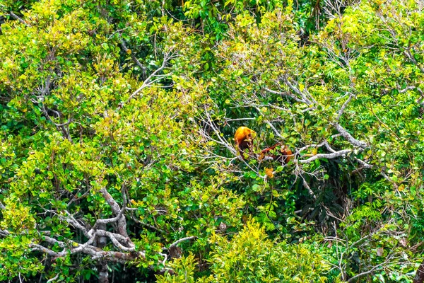 Kahverengi turuncu uluyan maymun Manaus eyaleti Amazonas Brezilya 'da ağaç tepelerinde zıplıyor..