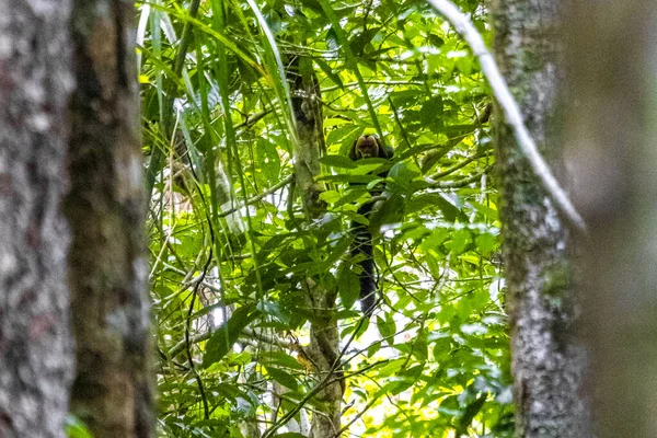 Kahverengi turuncu uluyan maymun Manaus eyaleti Amazonas Brezilya 'da ağaç tepelerinde zıplıyor..