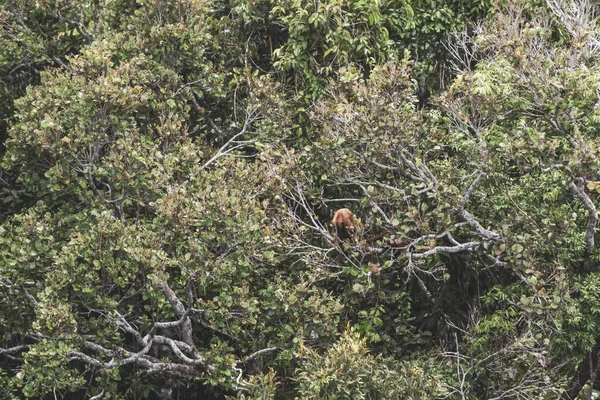 Kahverengi turuncu uluyan maymun Manaus eyaleti Amazonas Brezilya 'da ağaç tepelerinde zıplıyor..