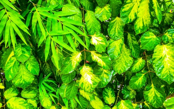 Güneydoğu Asya 'da Patong Sahili' ndeki Kathu Phuket Adası Güney Tayland 'da yeşil beyaz ve sarı yapraklı güzel tropikal bitki yaprağı yaprakları..