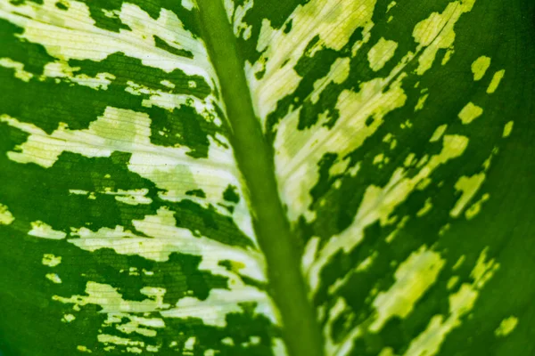 Güneydoğu Asya 'da Patong Sahili' ndeki Kathu Phuket Adası Güney Tayland 'da yeşil beyaz ve sarı yapraklı güzel tropikal bitki yaprağı yaprakları..