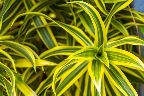 Güneydoğu Asya 'da Patong Sahili' ndeki Kathu Phuket Adası Güney Tayland 'da yeşil beyaz ve sarı yapraklı güzel tropikal bitki yaprağı yaprakları..