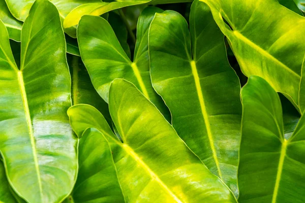Güneydoğu Asya 'da Patong Sahili' ndeki Kathu Phuket Adası Güney Tayland 'da yeşil beyaz ve sarı yapraklı güzel tropikal bitki yaprağı yaprakları..