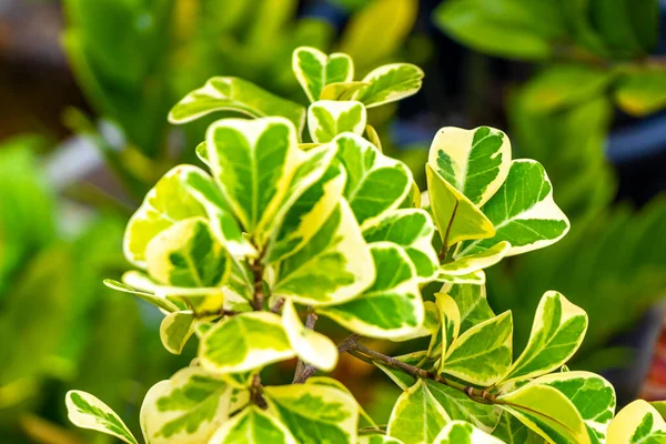 Güneydoğu Asya 'da Patong Sahili' ndeki Kathu Phuket Adası Güney Tayland 'da yeşil beyaz ve sarı yapraklı güzel tropikal bitki yaprağı yaprakları..
