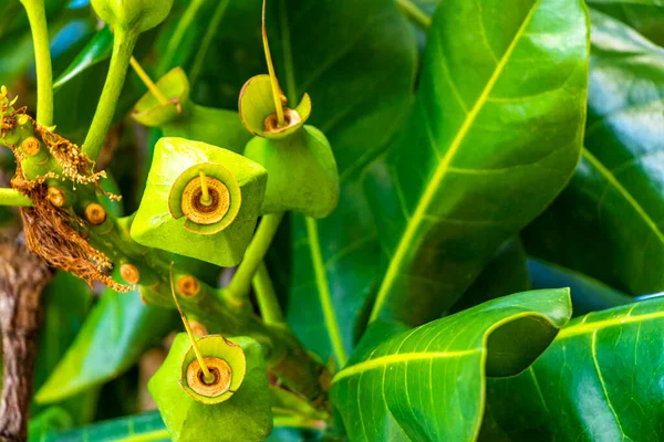 Güneydoğu Asya 'da Patong Sahili' ndeki Kathu Phuket Adası Güney Tayland 'da yeşil beyaz ve sarı yapraklı güzel tropikal bitki yaprağı yaprakları..
