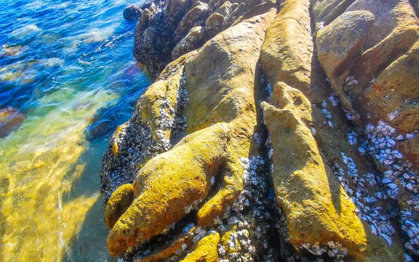 Güneydoğu Asya 'da Güney Tayland' da Patong Sahili Kathu Bölgesi Phuket Adası Bölgesi 'nde turkuaz yeşil sularda kaya kaya midyeleri..