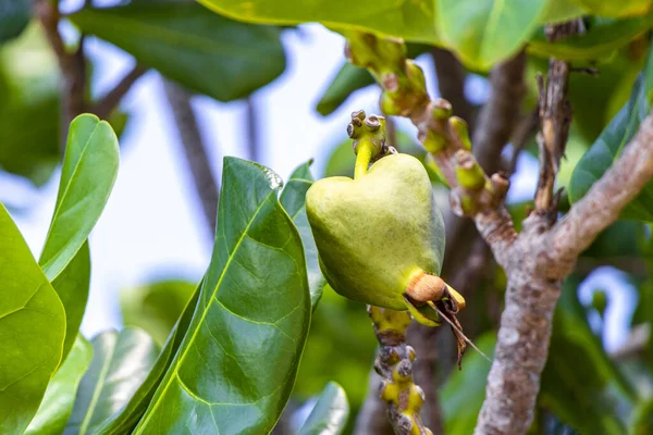 Güneydoğu Asya 'da Patong Sahili' ndeki Kathu Phuket Adası Güney Tayland 'da yeşil beyaz ve sarı yapraklı güzel tropikal bitki yaprağı yaprakları..