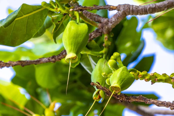 Güneydoğu Asya 'da Patong Sahili' ndeki Kathu Phuket Adası Güney Tayland 'da yeşil beyaz ve sarı yapraklı güzel tropikal bitki yaprağı yaprakları..