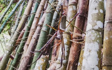 Ilha Grande Büyük Adası Angra dos Reis Rio de Janeiro Brezilya 'daki bambu ormanlarında örümcek ağında dev küre dokumacı örümcek..