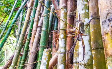 Ilha Grande Büyük Adası Angra dos Reis Rio de Janeiro Brezilya 'daki bambu ormanlarında örümcek ağında dev küre dokumacı örümcek..