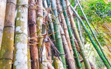 Ilha Grande Büyük Adası Angra dos Reis Rio de Janeiro Brezilya 'daki bambu ormanlarında örümcek ağında dev küre dokumacı örümcek..