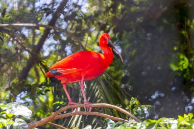 Kızıl Ibis kırmızı kuşları tropikal doğa yağmur ormanlarında ve Iguacu Eyaleti 'ndeki Foz do Iguacu Brezilya parkında..
