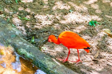 Kızıl Ibis kırmızı kuşları tropikal doğa yağmur ormanlarında ve Iguacu Eyaleti 'ndeki Foz do Iguacu Brezilya parkında..