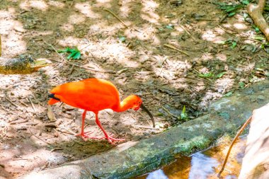Kızıl Ibis kırmızı kuşları tropikal doğa yağmur ormanlarında ve Iguacu Eyaleti 'ndeki Foz do Iguacu Brezilya parkında..
