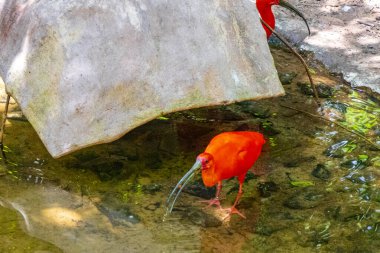 Kızıl Ibis kırmızı kuşları tropikal doğa yağmur ormanlarında ve Iguacu Eyaleti 'ndeki Foz do Iguacu Brezilya parkında..