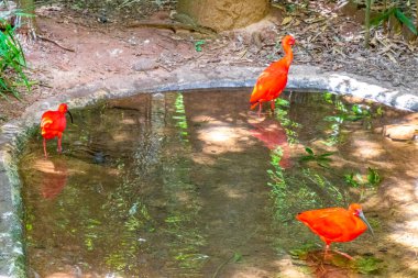 Kızıl Ibis kırmızı kuşları tropikal doğa yağmur ormanlarında ve Iguacu Eyaleti 'ndeki Foz do Iguacu Brezilya parkında..