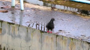 Güneydoğu Asya 'da Patong Sahili Kathu Bölgesi Phuket Adası Bölgesi Güney Tayland' da eski bir binanın çatısında oturan güvercin..
