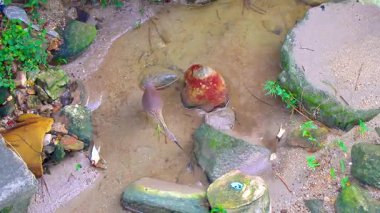 Sarı bittern su kuşu Güneydoğu Asya 'da Patong Sahili' nde Kathu Bölgesi Phuket Adası 'nda bir nehirde balık tutuyor ve yürüyor..