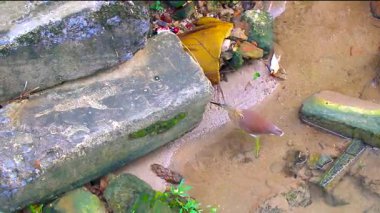 Sarı bittern su kuşu Güneydoğu Asya 'da Patong Sahili' nde Kathu Bölgesi Phuket Adası 'nda bir nehirde balık tutuyor ve yürüyor..