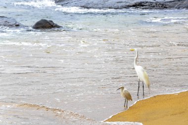 Büyük beyaz balıkçıl balığı Ilha Grande Büyük Adası 'ndaki kumsalda duruyor. Büyük ada Angra dos Reis Rio de Janeiro Brezilya..