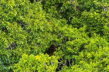 Brezilya 'nın Amazonas eyaletinin yeşil ağaç tepelerinden ve dallarından tropikal yağmur ormanları.