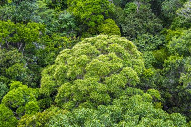 Brezilya 'nın Amazonas eyaletinin yeşil ağaç tepelerinden ve dallarından tropikal yağmur ormanları.