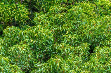 Brezilya 'nın Amazonas eyaletinin yeşil ağaç tepelerinden ve dallarından tropikal yağmur ormanları.