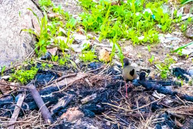 Demiryolu kuşu Aramides saracura, Ilha Grande Büyük Adası Angra dos Reis Rio de Janeiro Brezilya 'da tropikal doğa ormanları çimenliğinde..
