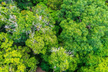 Brezilya 'nın Amazonas eyaletinin yeşil ağaç tepelerinden ve dallarından tropikal yağmur ormanları.