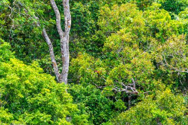 Brezilya 'nın Amazonas eyaletinin yeşil ağaç tepelerinden ve dallarından tropikal yağmur ormanları.