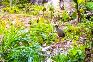 Demiryolu kuşu Aramides saracura, Ilha Grande Büyük Adası Angra dos Reis Rio de Janeiro Brezilya 'da tropikal doğa ormanları çimenliğinde..