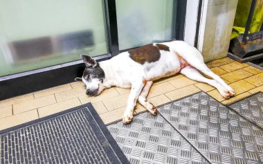 Sokak köpeği, Güneydoğu Asya 'da Patong Sahili' nde Kathu Bölgesi Phuket Adası Bölgesi Güney Tayland 'da yerde dinleniyor..