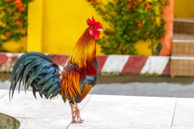 Güneydoğu Asya 'da Patong Sahili, Kathu Bölgesi, Phuket Adası Güney Tayland' da gururlu erkek horoz yerde..