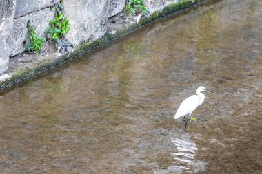 Büyük beyaz balıkçıl balıkçıl su kuşu Güneydoğu Asya 'daki Patong Sahili Kathu Bölgesi Phuket Adası Güney Tayland' da bir nehirde balık tutuyor ve yürüyor..