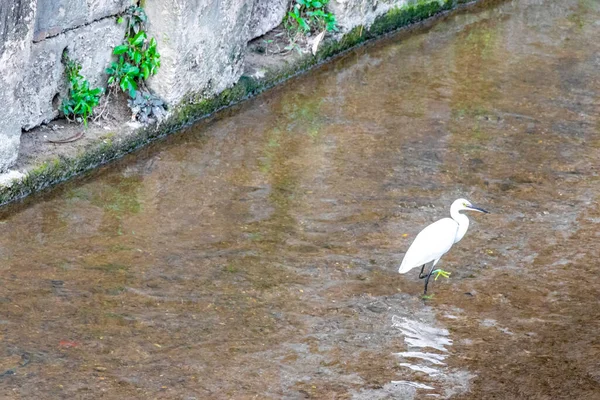 Büyük beyaz balıkçıl balıkçıl su kuşu Güneydoğu Asya 'daki Patong Sahili Kathu Bölgesi Phuket Adası Güney Tayland' da bir nehirde balık tutuyor ve yürüyor..