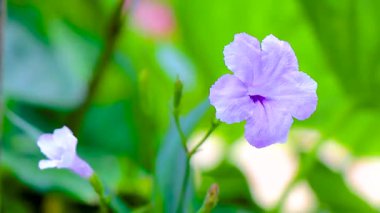 Mor pembe menekşe çiçekleri Brittons Vahşi Petunya Bluebell Patong Plajı Kathu Bölgesi Phuket Adası Güney Tayland.