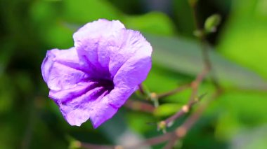 Mor pembe menekşe çiçekleri Brittons Vahşi Petunya Bluebell Patong Plajı Kathu Bölgesi Phuket Adası Güney Tayland.