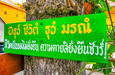 Kathu Bölgesi Phuket Eyaleti, Tayland 21. Kasım 2025 Gülle Ağacı Shorea Robusta çiçek ağacı Patong Sahili Phuket Adası Tayland 'da çiçek veren kahverengi meyveler.