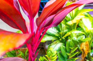 Güneydoğu Asya 'da Patong Sahili Kathu Bölgesi Phuket Adası Güney Tayland' daki tropik mor, kırmızı kordon bahçe bahçesi çalı ağacı..