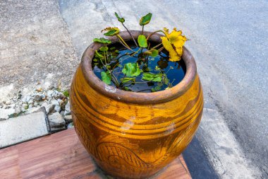Nilüfer çiçeği, Güneydoğu Asya 'da Patong Sahili' ndeki Kathu Bölgesi Phuket Adası Eyaleti Güney Tayland 'daki bir saksıda mavi pembe çiçek bırakır..